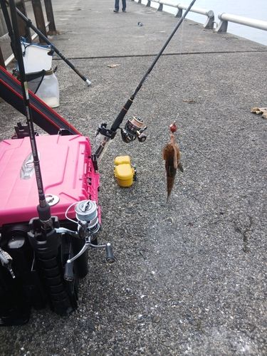 ハゼの釣果