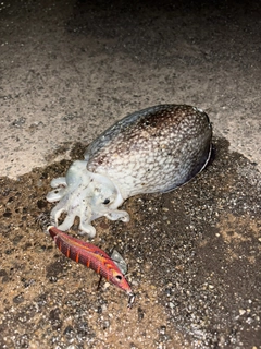 シリヤケイカの釣果