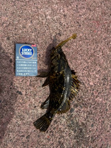 タケノコメバルの釣果