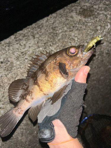 シロメバルの釣果