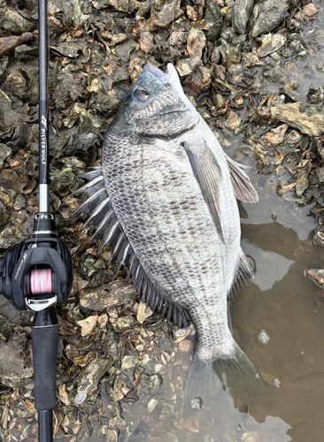 チヌの釣果
