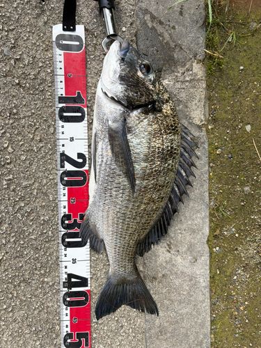 ミナミクロダイの釣果
