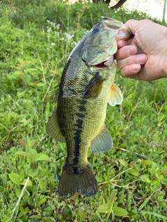 ラージマウスバスの釣果