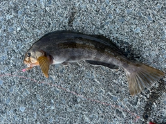 アイナメの釣果