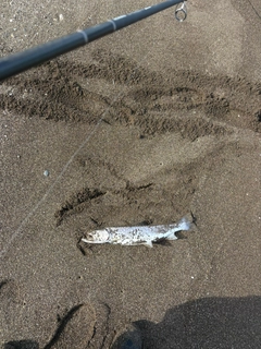 アメマスの釣果