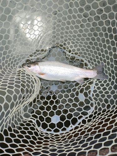 ニジマスの釣果