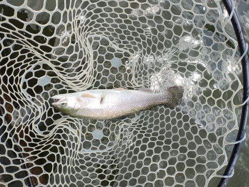 ニジマスの釣果