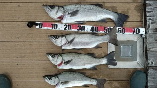 ヒラスズキの釣果
