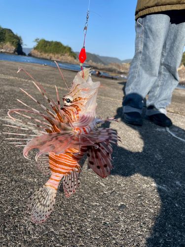 ハナミノカサゴの釣果