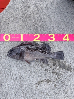 クロソイの釣果