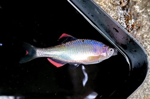 ヤリタナゴの釣果