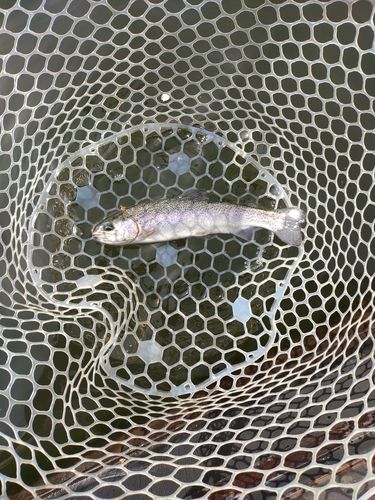 ニジマスの釣果