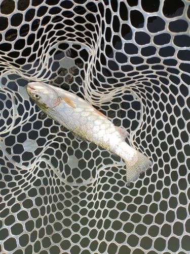 ニジマスの釣果