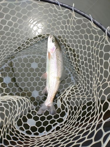 ニジマスの釣果
