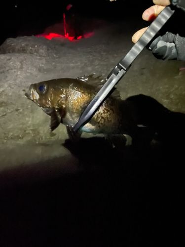 クロメバルの釣果
