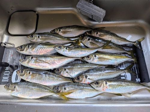 アジの釣果