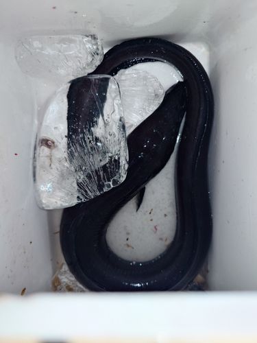 クロアナゴの釣果