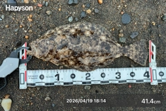 ヒラメの釣果