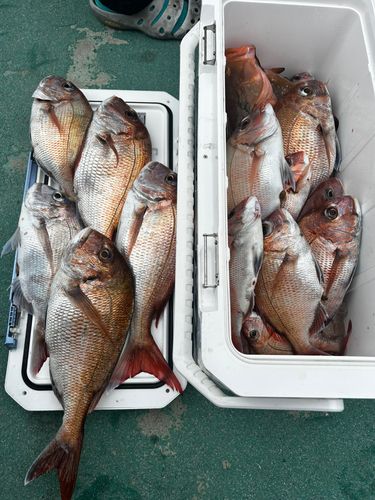 マダイの釣果