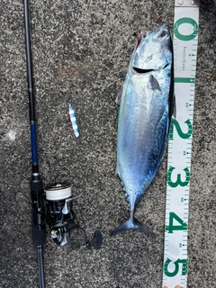 ヒラソウダの釣果