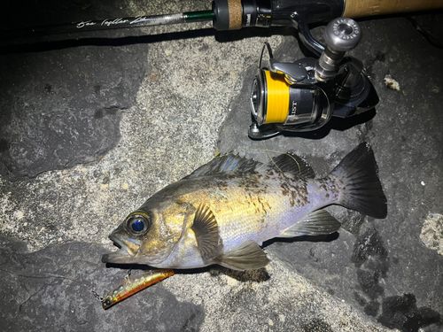 メバルの釣果