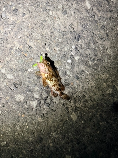 カサゴの釣果