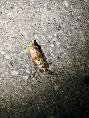 カサゴの釣果