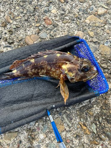 カサゴの釣果