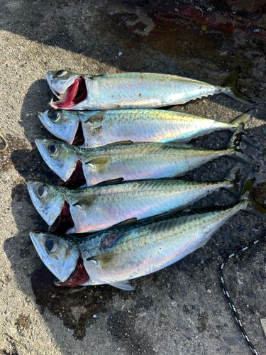 サバの釣果