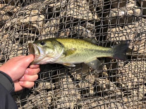 ラージマウスバスの釣果