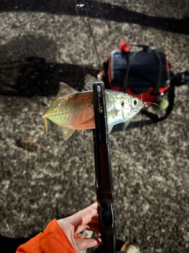 釣果