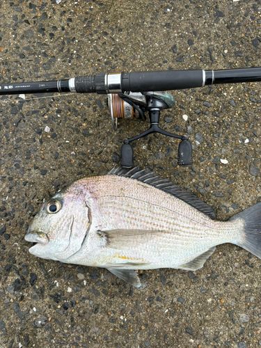ヘダイの釣果