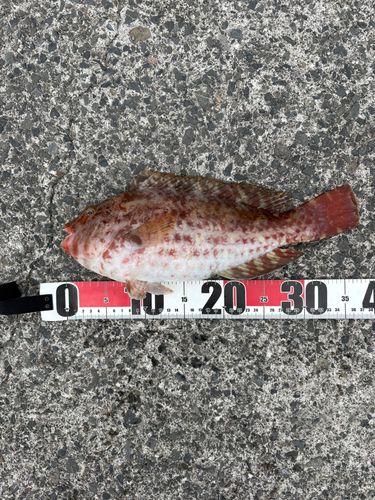 ブダイの釣果