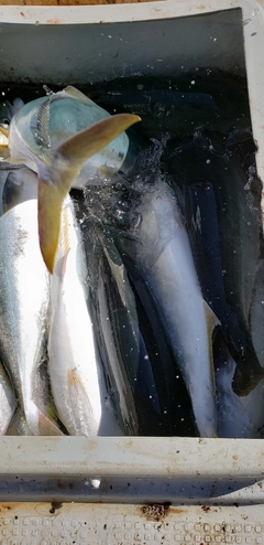 ハマチの釣果