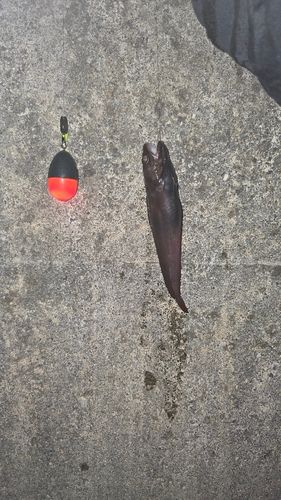 ドンコの釣果