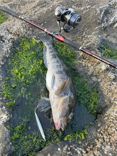 アイナメの釣果