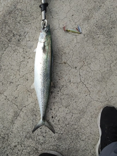サゴシの釣果