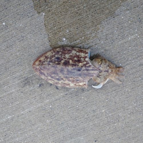 コウイカの釣果