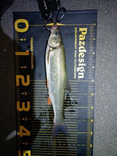 マルタウグイの釣果