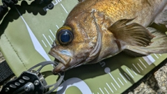 シロメバルの釣果