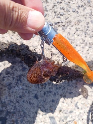 ミミイカの釣果