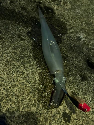 ヤリイカの釣果