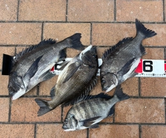 チヌの釣果