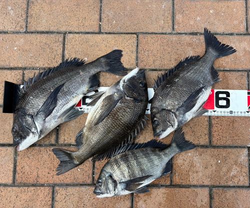 チヌの釣果