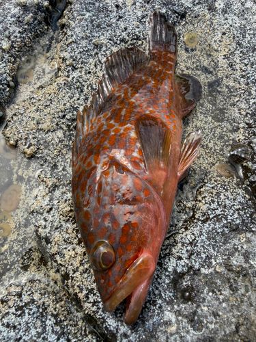 キジハタの釣果