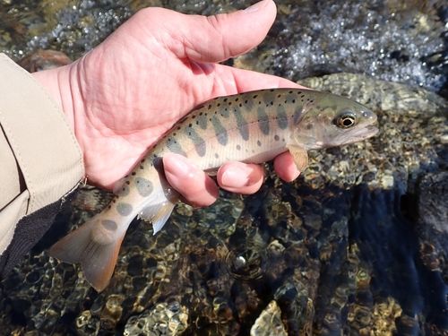 ヤマメの釣果