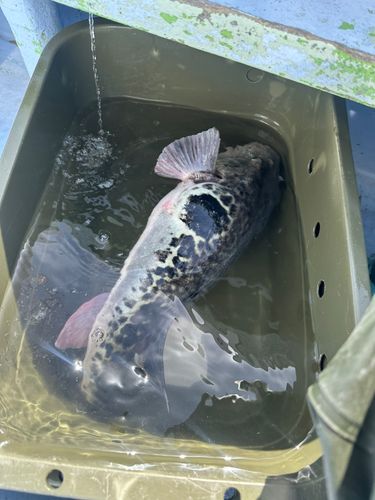 トラフグの釣果