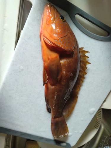 キジハタの釣果