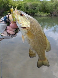 スモールマウスバスの釣果