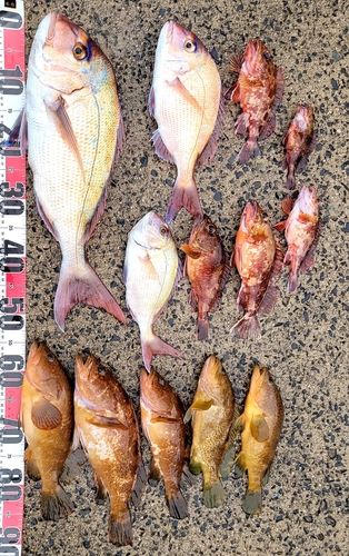 タイの釣果